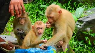 Feed to all cutes monkey/ Monkey Videos