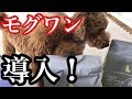 モグワンの人気を犬が直接証明！？食いつきは！？【トイプードルそぼろ＆ニコ】