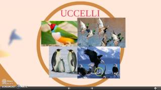 Regno Animale Scuola Primaria Youtube