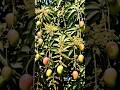 Mango 🥭 tree timelapse video|| time seed studio || #fruit #garden