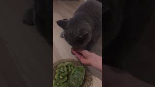 British cat eating kiwi😮😂♥️🐾 by British Shelby 57 views 2 years ago 2 minutes, 29 seconds