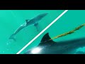 Barracuda bites great white shark