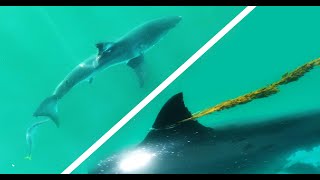 Barracuda Bites a Great White Sharks Tail! Plus...What's This Shark Dragging?