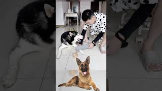 Grooming Time! My Dog’s Reaction Is Priceless 😂” 01 #dog #dogs #animals #cat #dogshorts