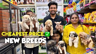 CHEAPEST & NEW BREED PET SHOP🐕 HYDERABAD IN TELUGU #pets