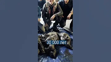 Найдена мумия мамонтёнка, который потерял маму 30000 лет назад