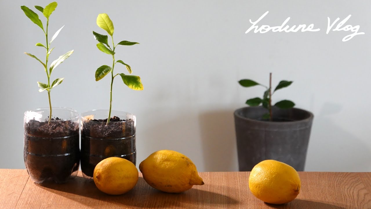 SUB) 페트병 화분, 레몬 씨앗부터 기르기 200일의 기록ㅣGrowing Lemon Trees