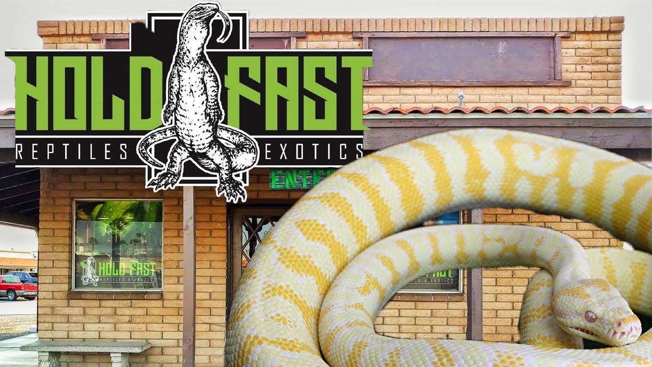 Wicked Reptile Store Tour! Hold Fast Reptile - YouTube
