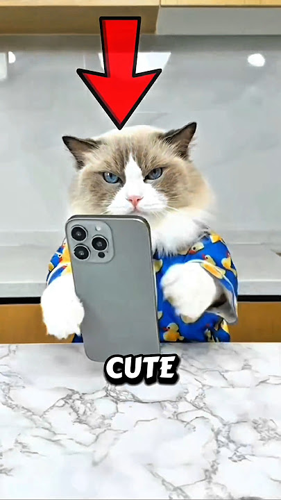 😹 Cat Finds Love on a Dating App… But You Won’t Believe Who Shows Up! 💔🐾