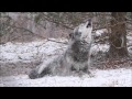 Beautiful Black Wolf Zephyr Howls in the Snow