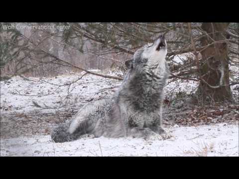 雪降る中 オオカミの遠吠え  