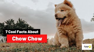 7 Things You Need To Know About Chow Chow