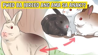 Rabbit farming | Pwede bang ibreed ang ama sa anak