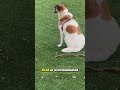 Why Your Dog Pulls Away From You 🚶🐕