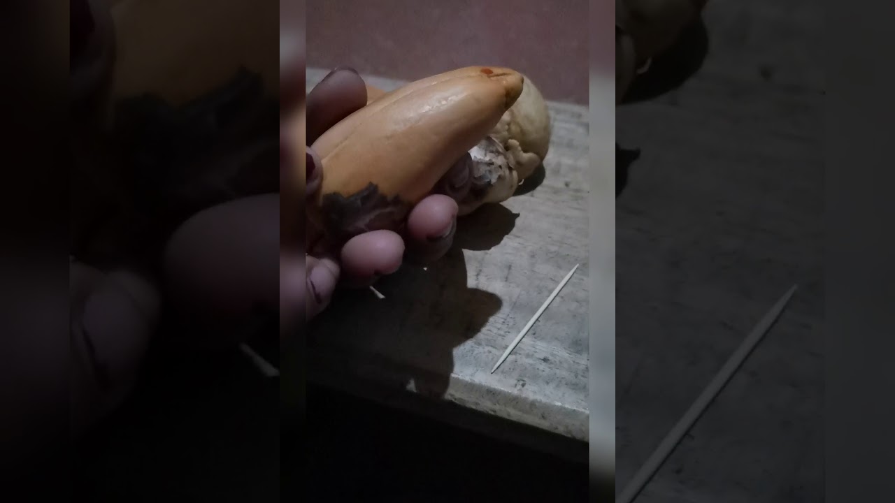 How to Plant Avocado Seeds in Water