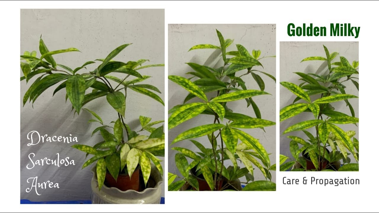 Dracaena surculosa aurea / Golden Milky