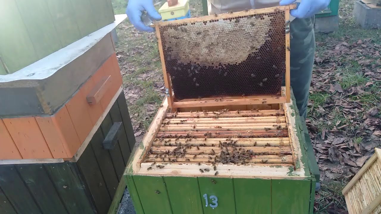 6/2021# Bezmatek po zimowli-łączenie rodzin w ulach korpusowych.