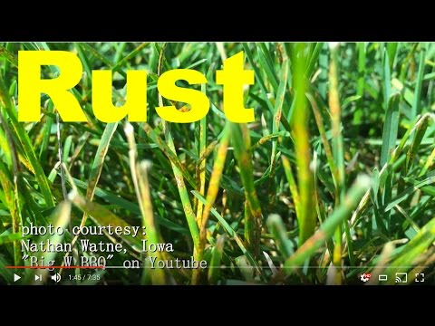 How To Get Rid Of Rust Disease/Fungus In The Lawn