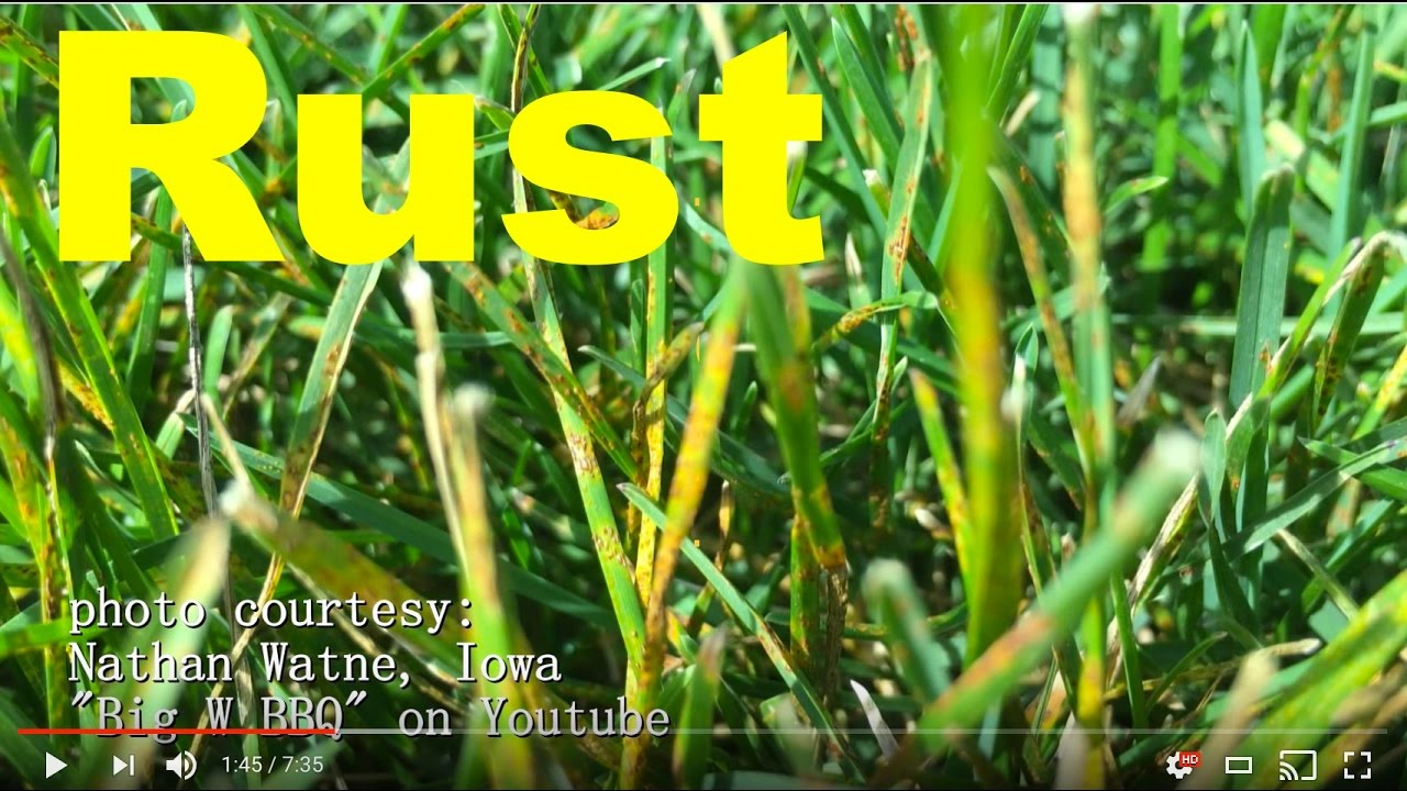 How To Get Rid Of Rust Disease/Fungus In The Lawn