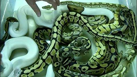 Brian Gundy Gives Class In Basic Ball Python Genetics (Requested By Nate)