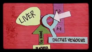 Fetal Circulation before Birth