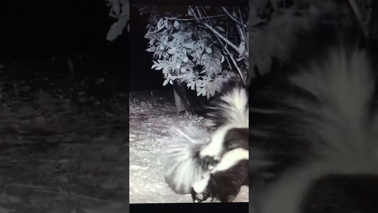 Striped skunk mating ritual is rough
