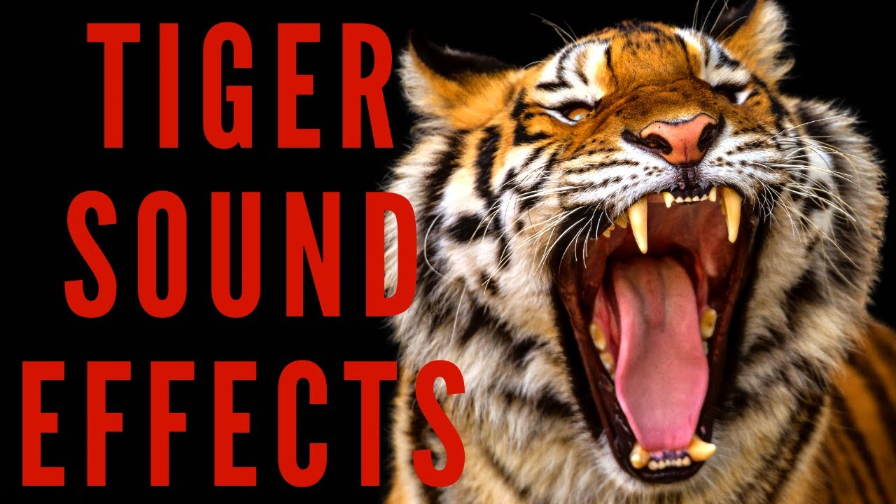 TIGER SOUND EFFECTS   Tiger Roar and Growl