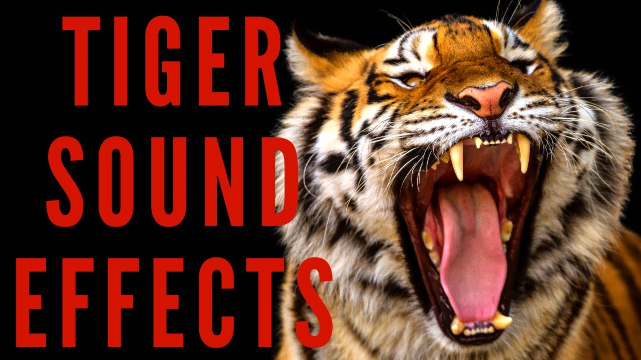TIGER SOUND EFFECTS Tiger Roar And Growl YouTube tiger-sound-effects-tiger-roar-and-growl-youtube