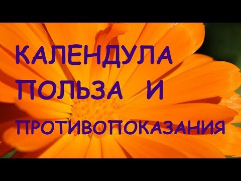 Календула. Лечебные свойства и противопоказания.