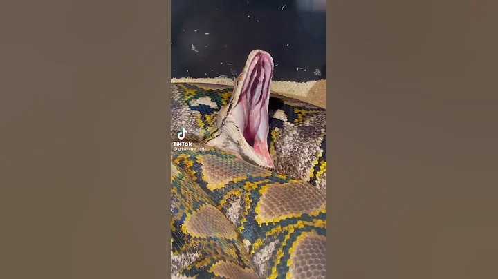 Wait for end Longest rainbow python snake #shorts #wild #longest #rainbow #discovery