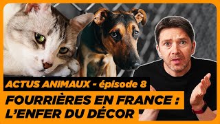 Actus animaux : chats, chiens tués à la fourrière | cerfs au repas de Noël | animaux dans les Ehpad