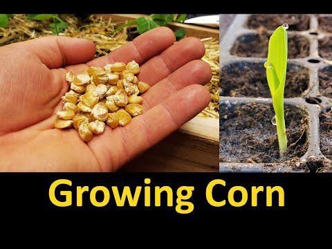 Video: How To Grow Corn In The Country From Seeds Or Through Seedlings: When To Plant, How To Care And Other Features