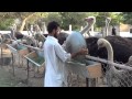 ostrich farm malir