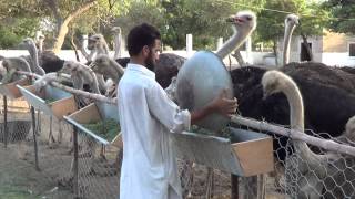 ostrich farm malir