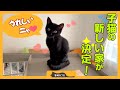 【ついに決定！】子猫がプラケージを探索しながら自分の居場所を見つける姿が可愛い！すぐに慣れることができるでしょうか？