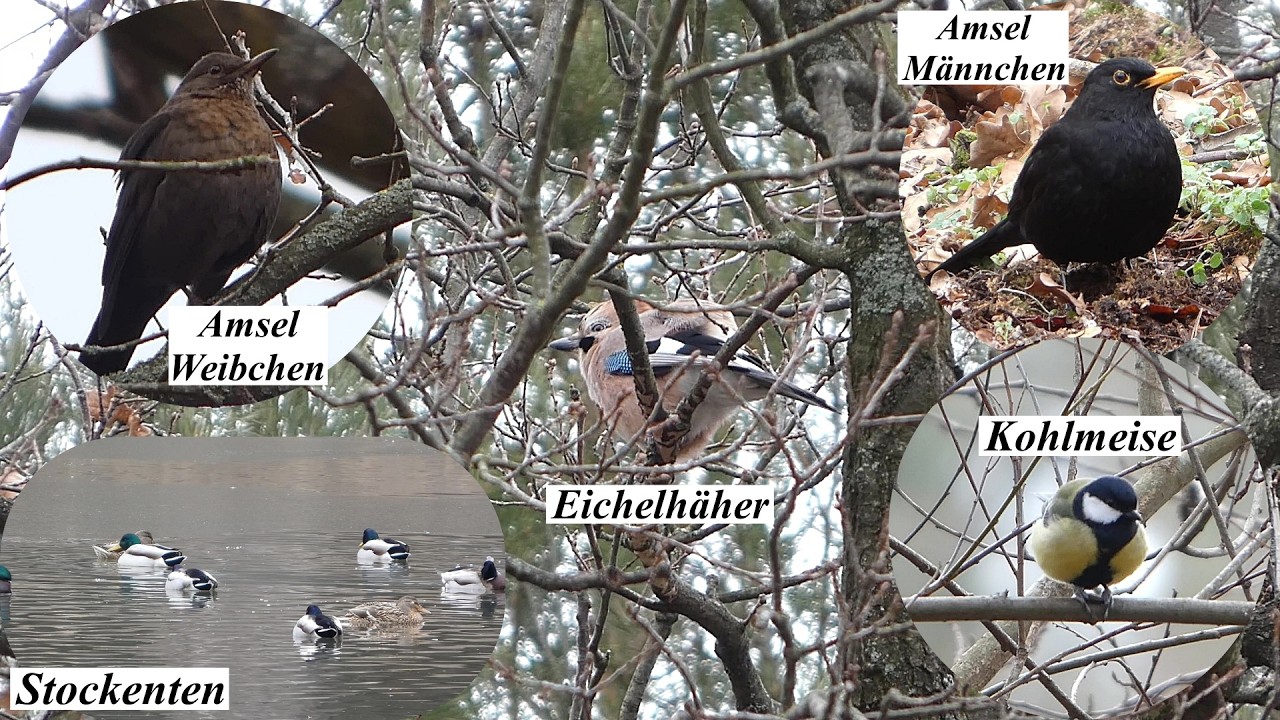 Auf dem Campingplatz Oberau beobachtet (15.02.2026)
