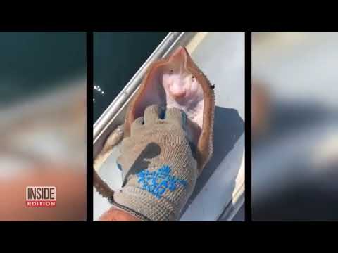 How Dangerous Is It to Tickle a Stingray - [Inside Edition]