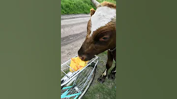 Молодой бычок