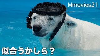 Polar Bears compete for toys 新しい？おもちゃを取り合う母娘