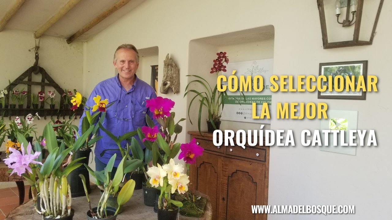 Cómo seleccionar o comprar una orquídea Cattleya - Alma del bosque