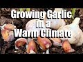 How to Grow Garlic - Plus Tips for Growing it in a Warm Climate