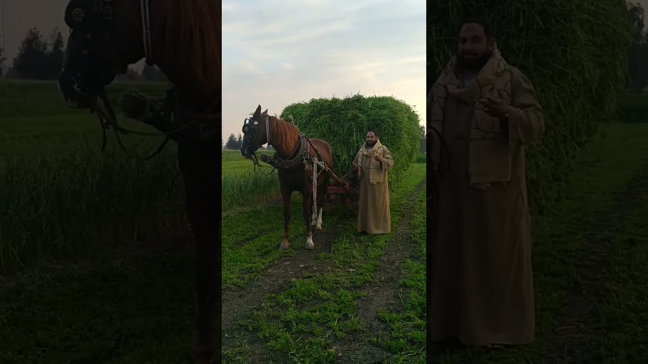 خيل الشيخ محمد رخا المحله الكبرى فرسه جامعه الاولاني عشر شهرين والجر من اعلى درجه ٠١٠٩٣٣٢٢٢٠٢