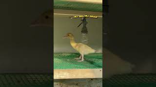 Dari Telur Sdanai Jadi Dewasa entok peternaksejahtera duck