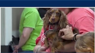 Huntsville s Secret to Getting Your Lost Pet Back Home