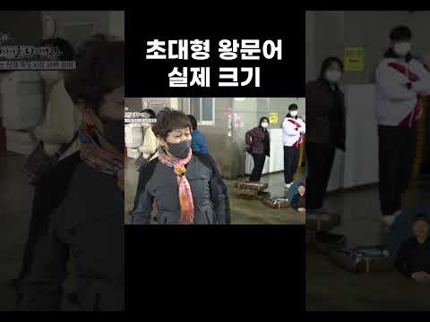 자이언트 대가리 문어 경매 현장 #shorts