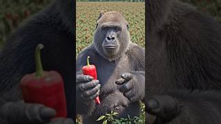ki Khatarnak Mirchi Machine! 🌶️🦍 | Modern Farming in Jungle#YouTubeIndia #TrendingVideo #funny