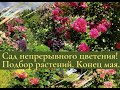 Сад непрерывного цветения! Подбор растений.  Конец мая.