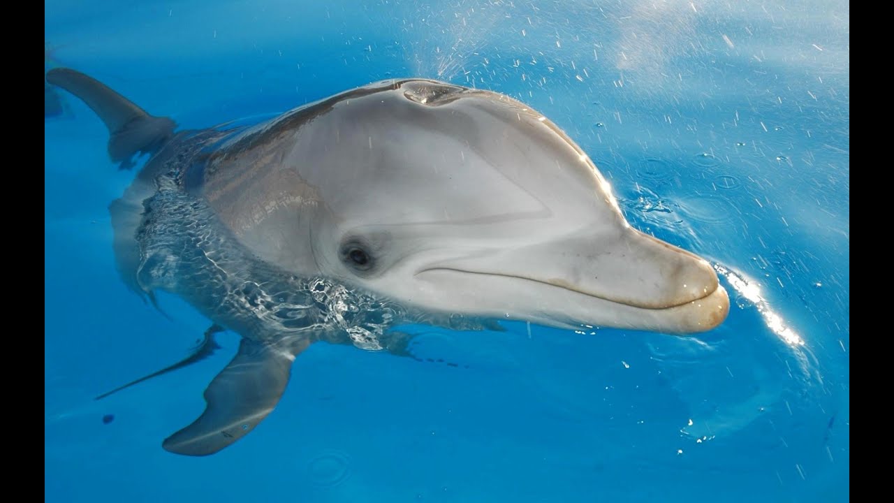 Just swimming with the dolphins - sea creature feat. blocks