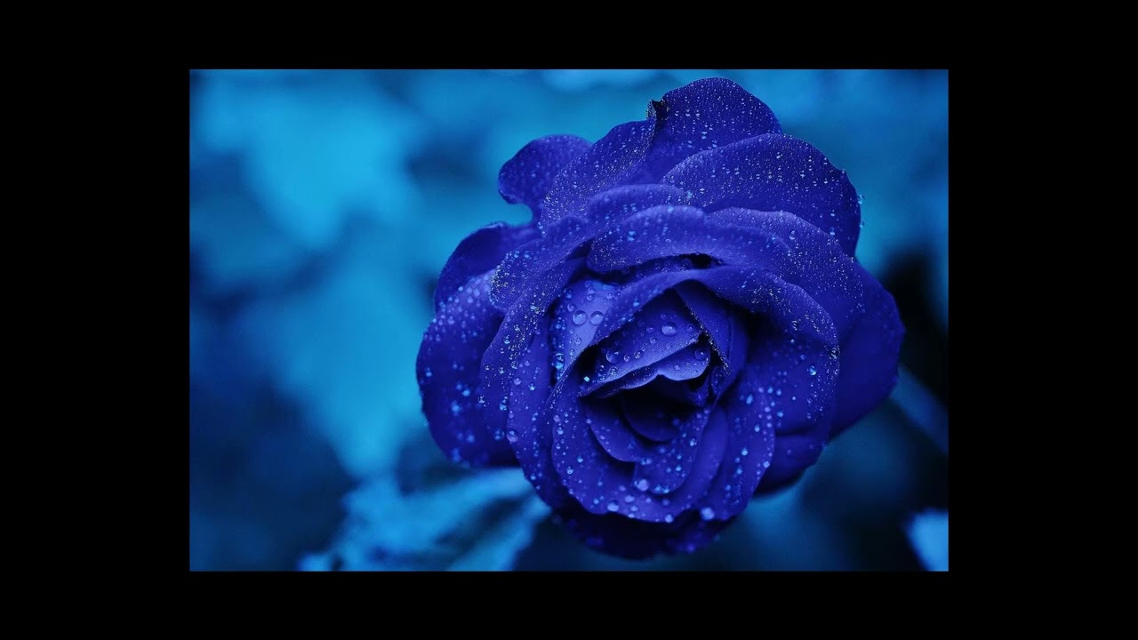 Le più belle poesie di Emily Dickinson