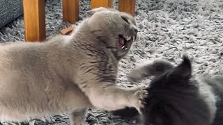 Playful Cat Battle: British Blue vs. Maine Coon Showdown | Feline Fun Times!